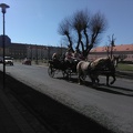 Terezín, kone na námestí